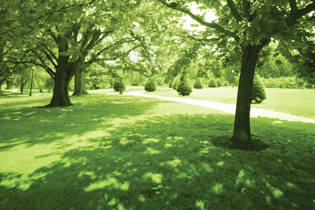 Shadow gust travnjak u parku