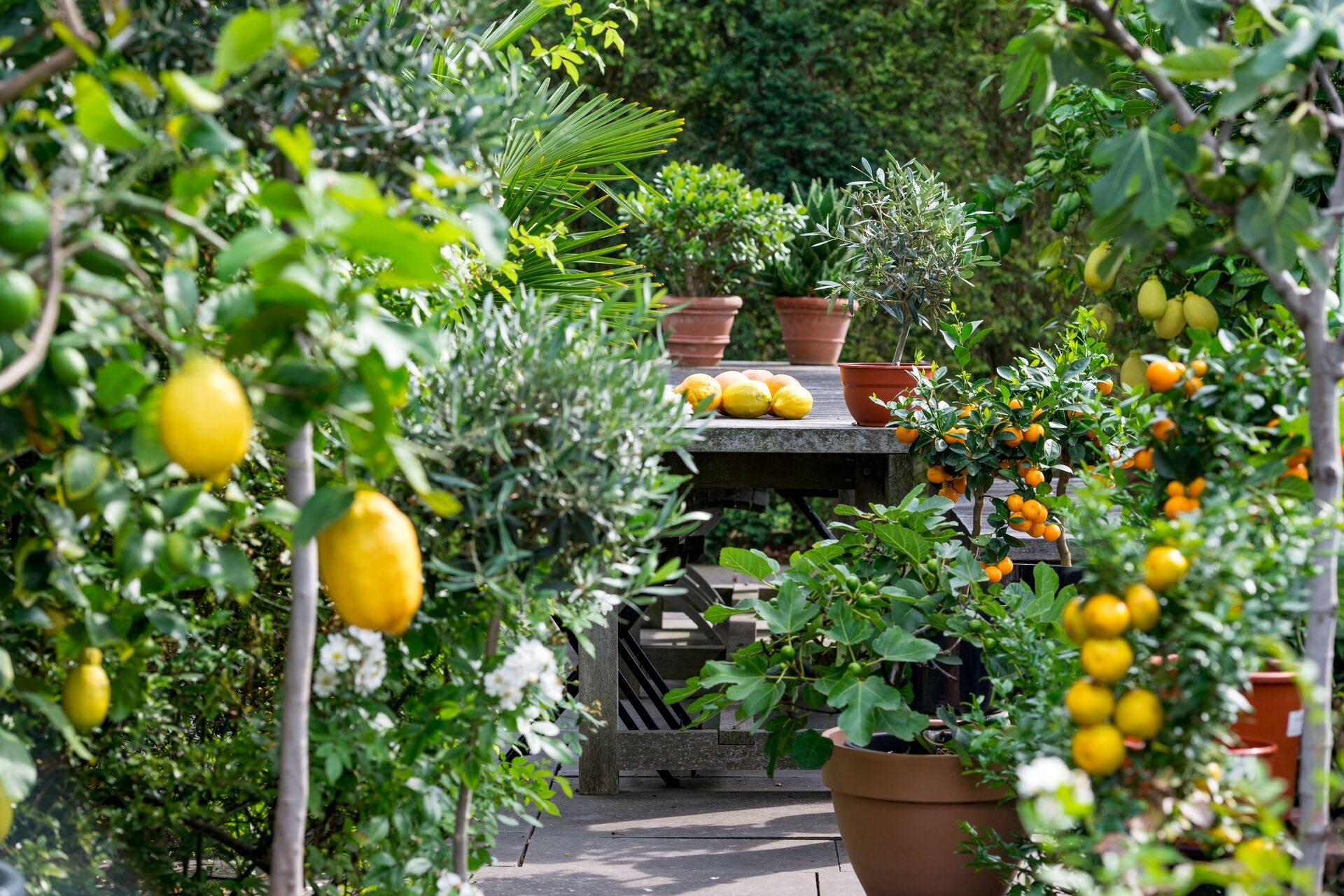 Porodično druženje u mediteranskom vrtu sa citrusima
