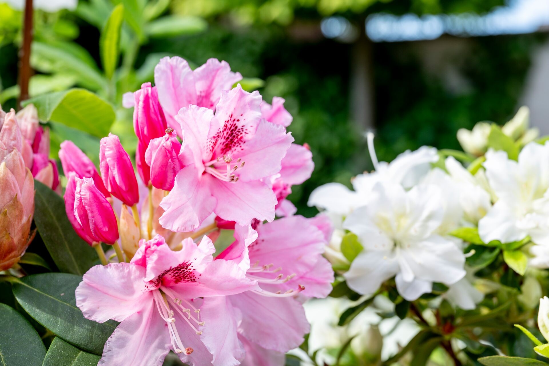 Rhododendron i azaleja u punom cvatu na DCM supstratu