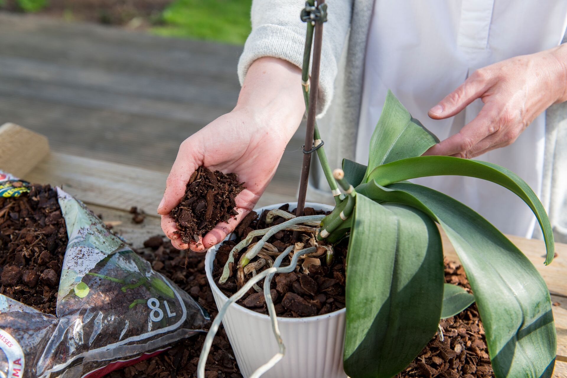Dodavanje supstrata za orhideje – presađivanje i pravilno punjenje saksije