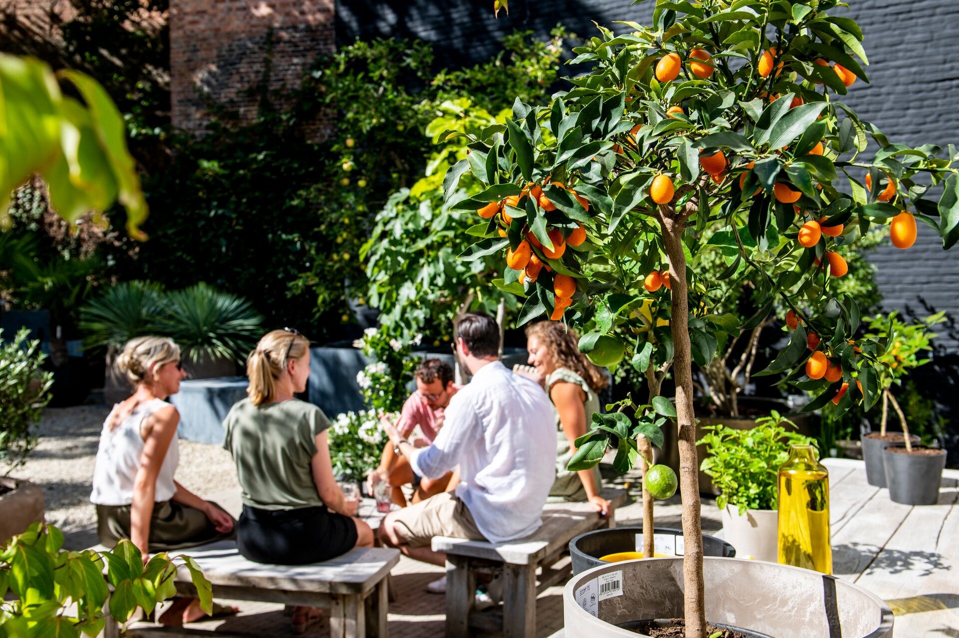 Mediteranski vrt sa citrusima i maslinama