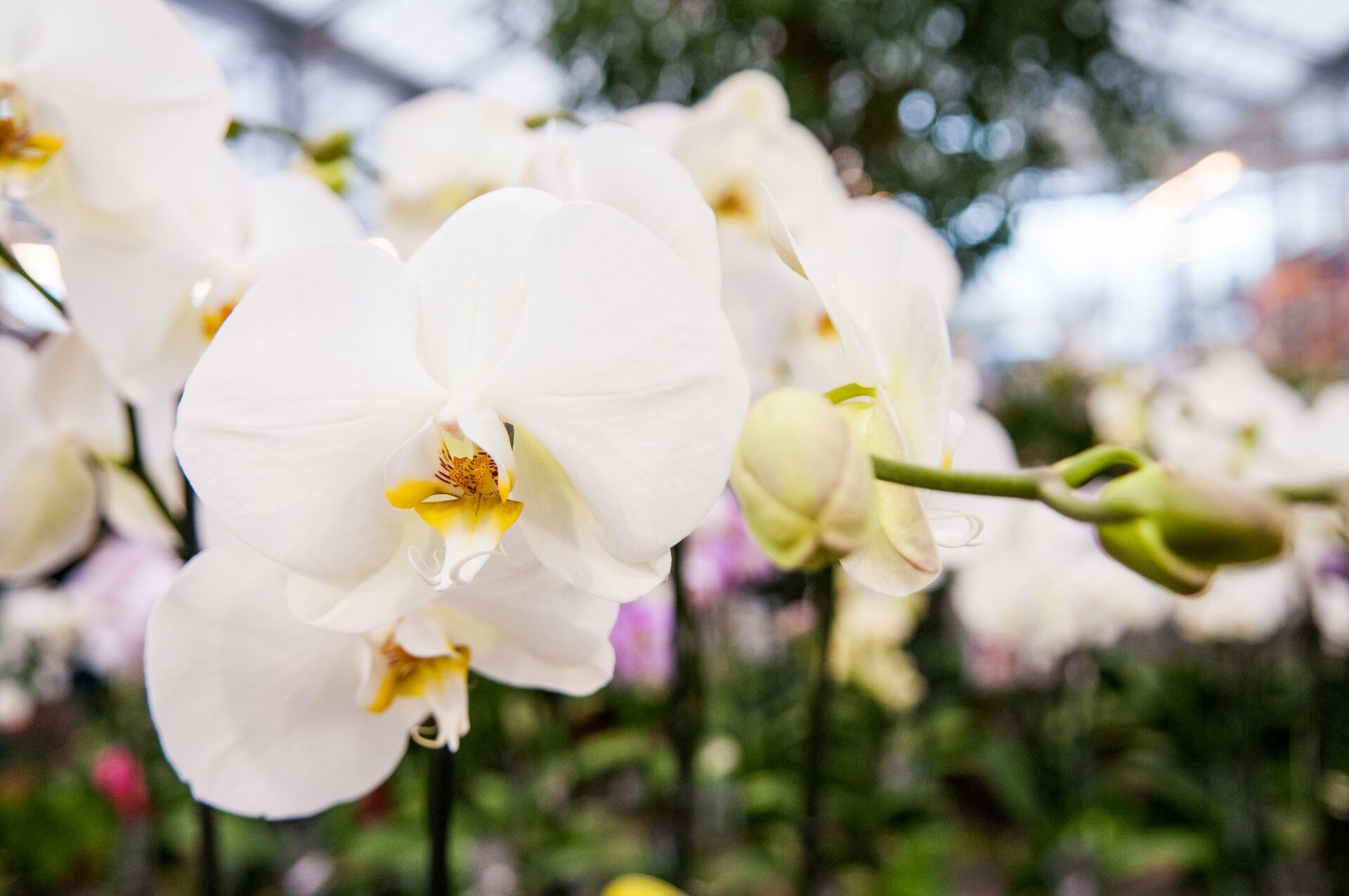 Phalaenopsis orhideja u cvatu – rezultat pravilne nege i supstrata