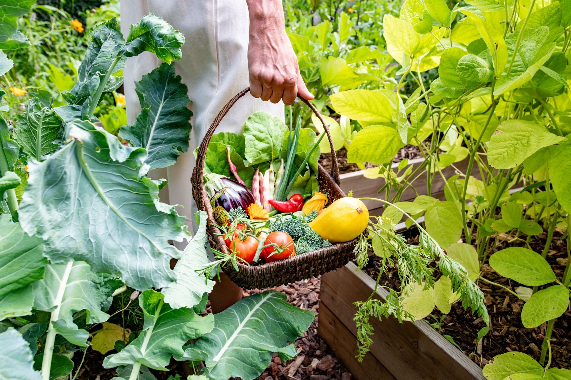 Berba povrća i začinskog bilja iz podignutih leja