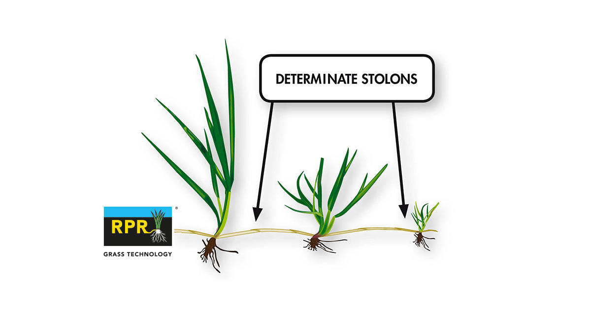 RPR® – horizontalno širenje stolona za otpornost na gaženje