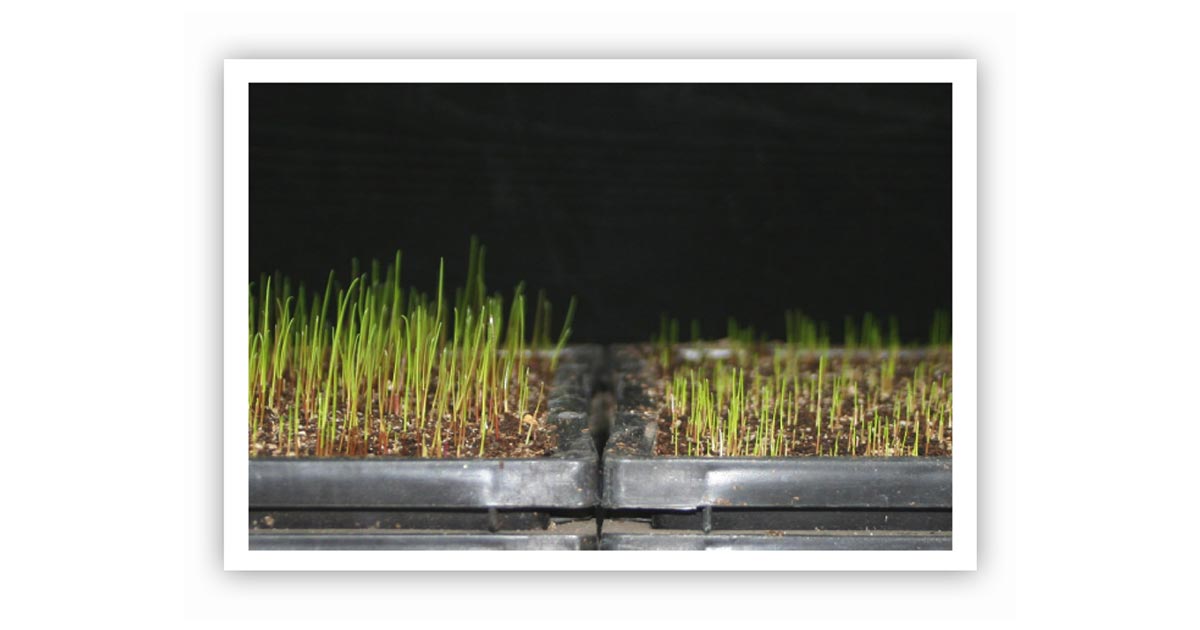 SOS vs standardna smeša – brzina nicanja