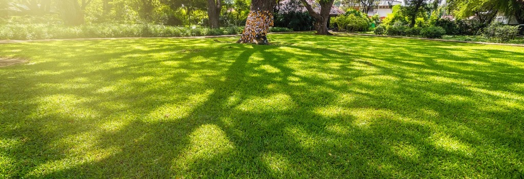 Shadow gust travnjak u senci