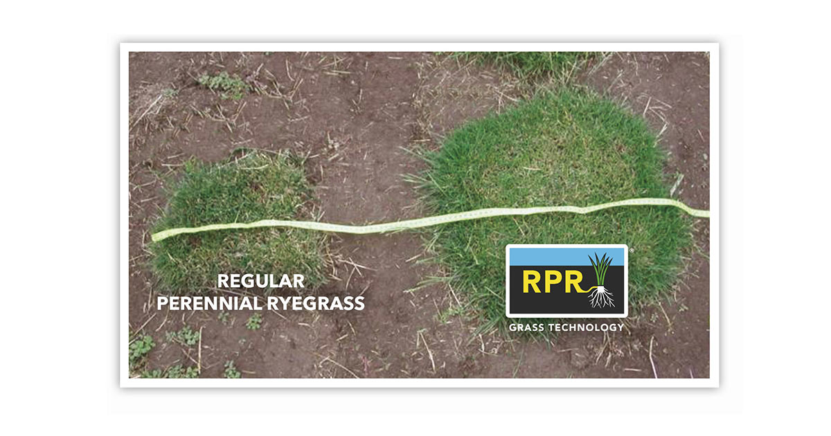 RPR® – determinate stoloni i regeneracija