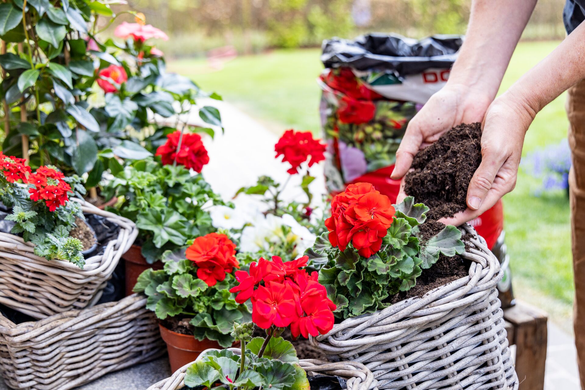 Sadnja muškatli i petunija u DCM supstrat za cvetnice
