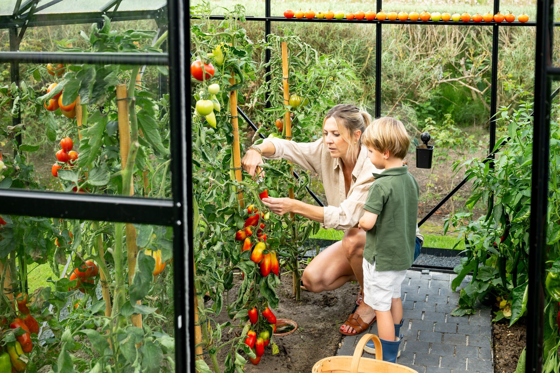 Porodično branje paradajza u plasteniku